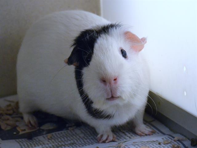 Athena - Female - Guinea Pig