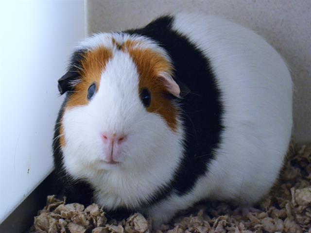 Artemis - Female - Guinea Pig