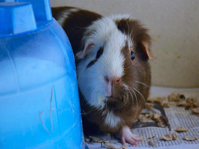 Demeter - Female - Guinea Pig