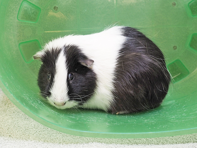 Mocha - Male - Guinea Pig