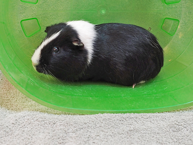 Oreo - Male - Guinea Pig