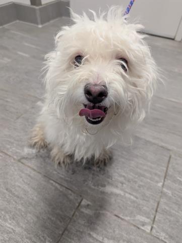 Lettuce - Male - Maltese-Mix