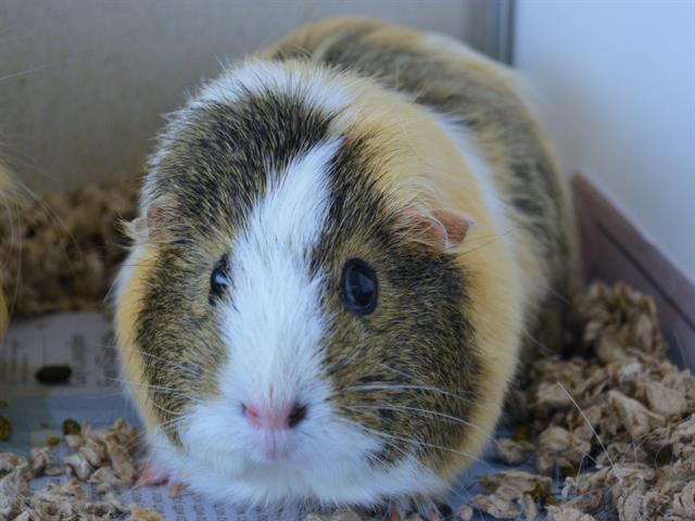 Rose - Female - Guinea Pig