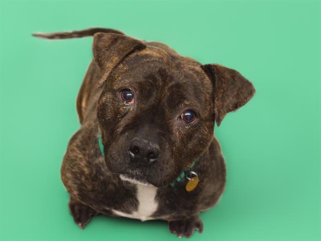 Mulberry - Female - Staffordshire Bull Terrier-Mix
