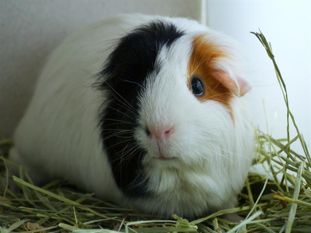 Norma - Female - Guinea Pig