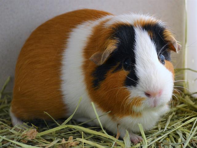 Butters - Female - Guinea Pig