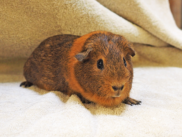 Zoey - Female - Guinea Pig