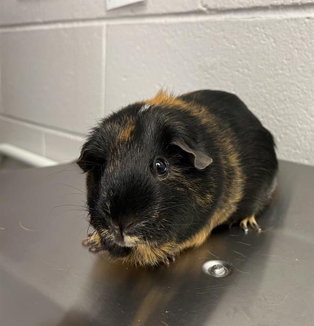 Ethel - Female - Guinea Pig