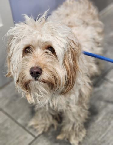  - Male - Miniature Poodle-Terrier