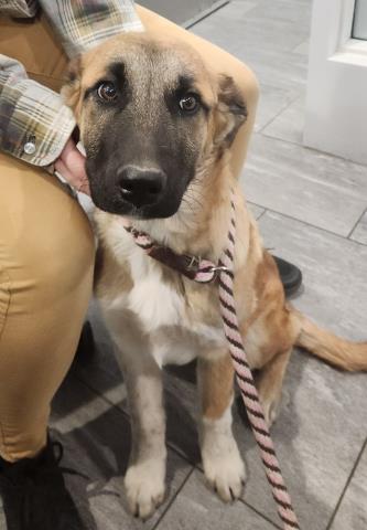  - Male - German Shepherd