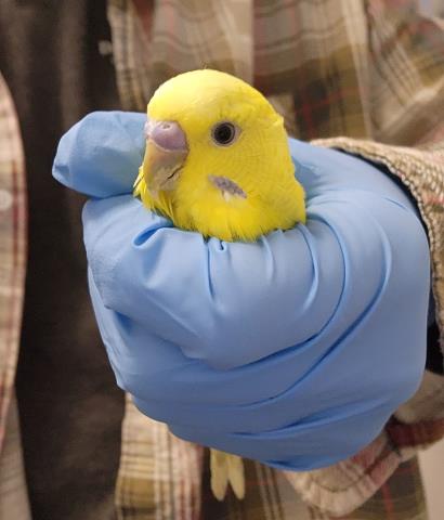 Sunny - Female - Parakeet