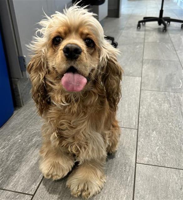 Bella Bella Boom Boom - Female - Cocker Spaniel-Mix