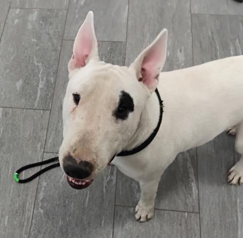  - Male - Bull Terrier