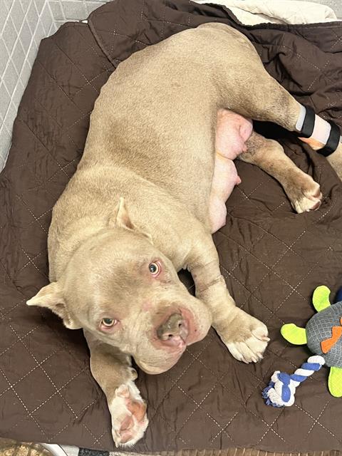 Babycakes - Female - Pit Bull