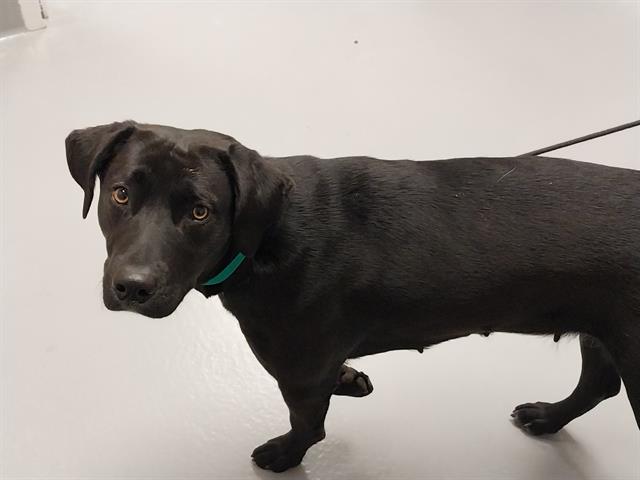 Miss Mabel - Female - Labrador Retriever-Mix