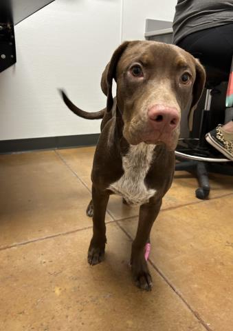 Bear - Male - Labrador Retriever-Mix