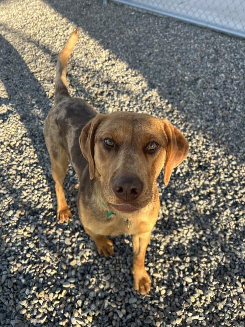Lucy - Female - Catahoula Leopard Hound