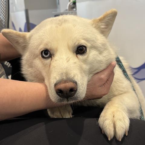  - Female - Siberian Husky-Mix