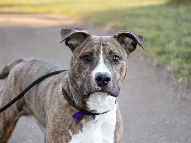 Koda - Male - Pit Bull-Mix