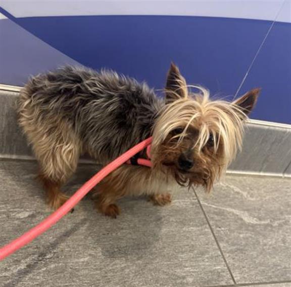  - Male - Yorkshire Terrier