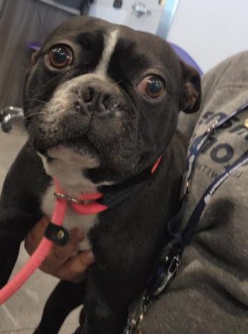  - Male - Boston Terrier