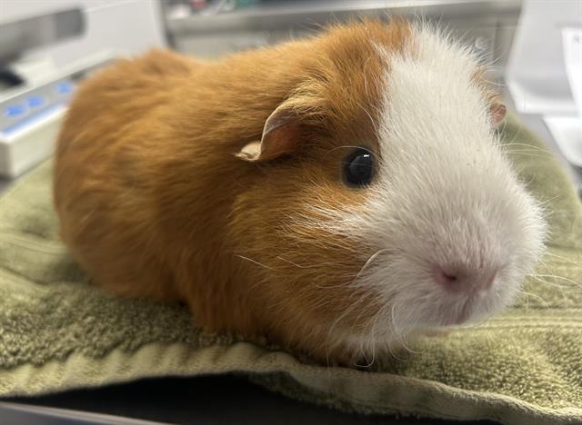 Sunflower - Female - Guinea Pig