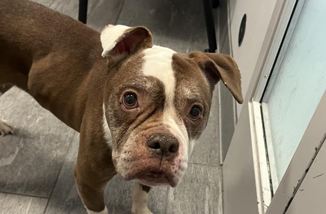 Nyla - Female - English Bulldog-Mix