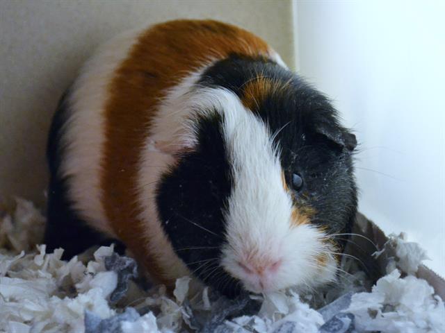  - Male - Guinea Pig