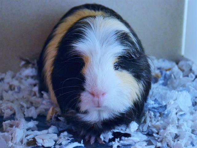  - Male - Guinea Pig