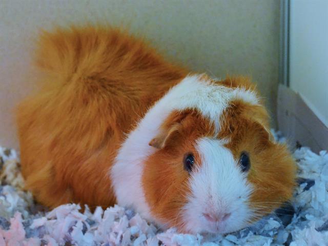  - Male - Guinea Pig