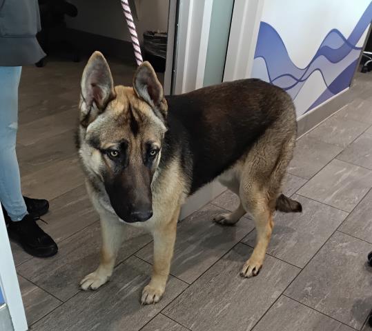  - Male - German Shepherd