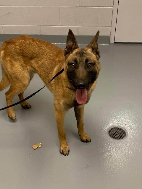  - Male - Belgian Malinois