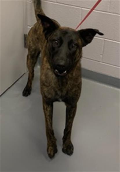  - Male - Belgian Malinois