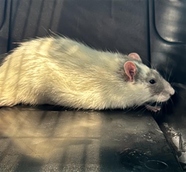  - Male - Rat