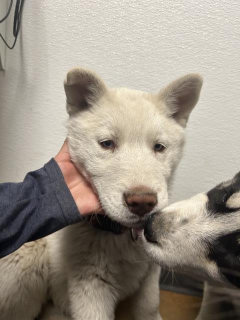  - Male - Siberian Husky