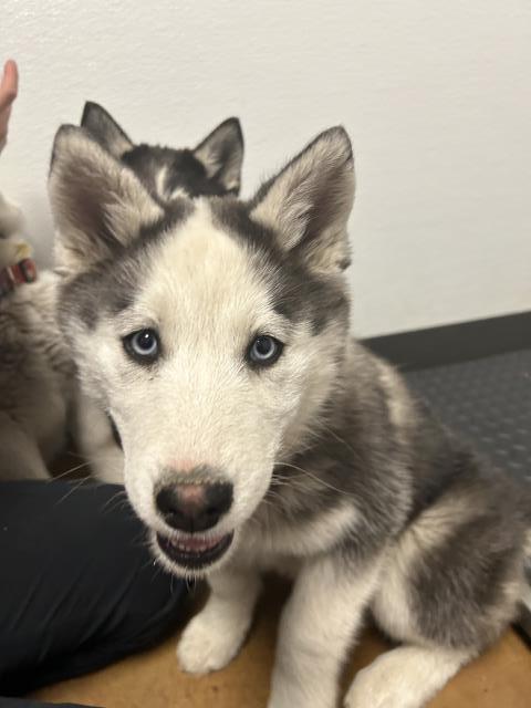  - Female - Siberian Husky