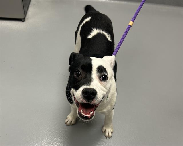  - Female - Boston Terrier-Mix