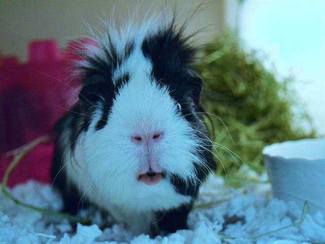 Chase - Male - Guinea Pig