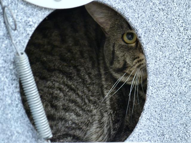 Mcdouble - Male - Domestic SH