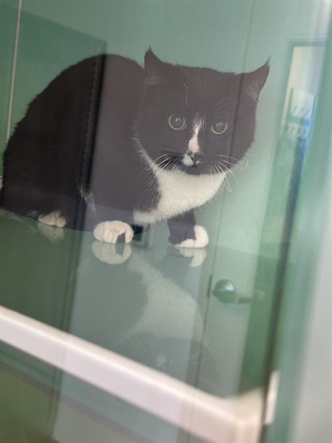 Beans - Female - Domestic SH