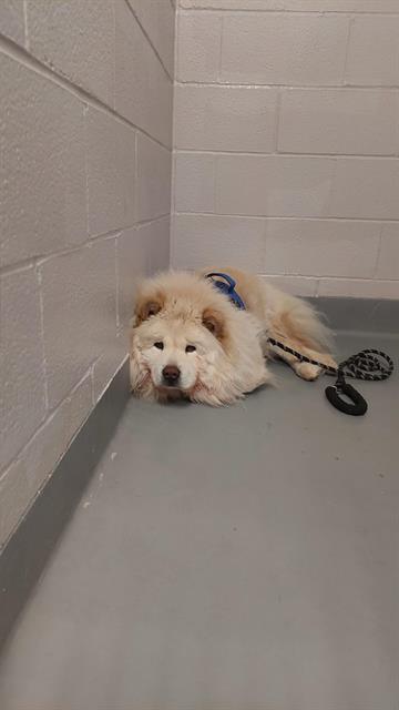 Pluto - Male - Chow