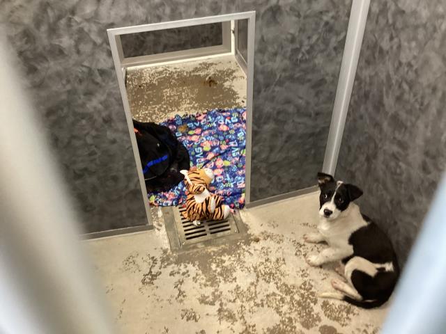  - Male - Australian Cattle Dog-Border Collie