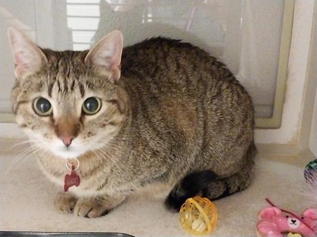 Maze - Female - Domestic SH