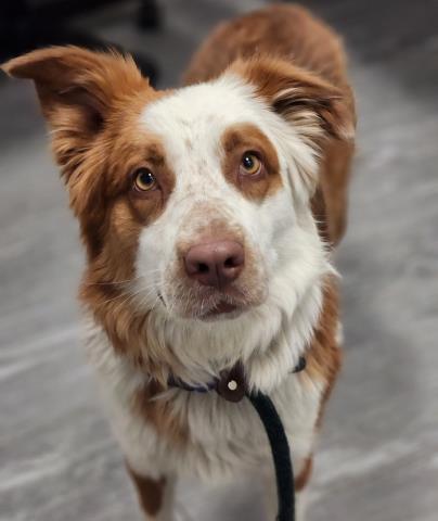  - Female - Australian Shepherd-Mix