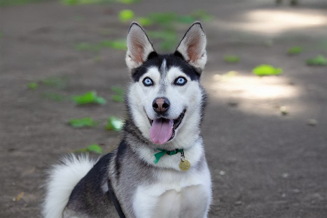 Willow - Female - Siberian Husky
