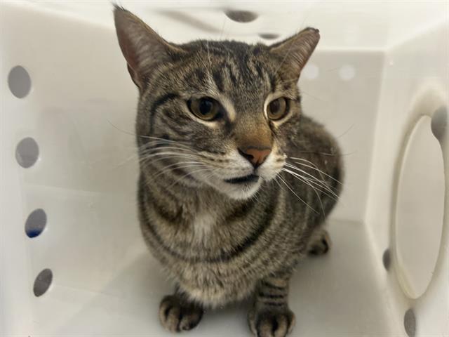 Ferdinand - Male - Domestic SH