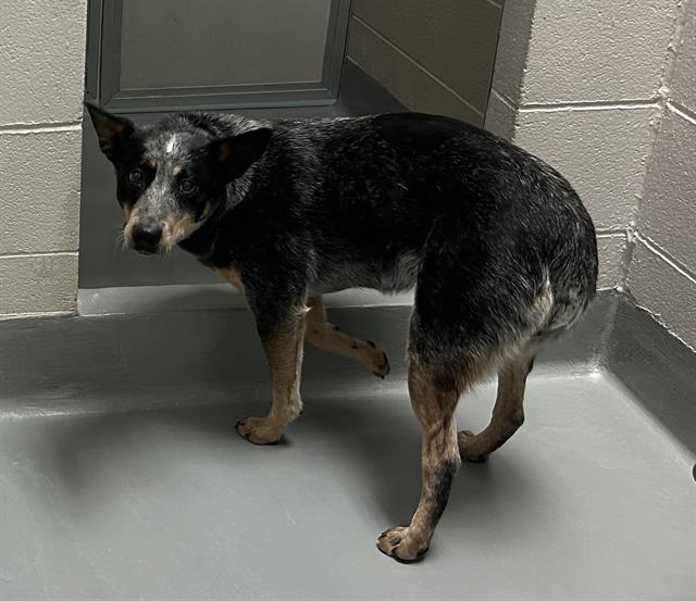  - Female - Australian Cattle Dog