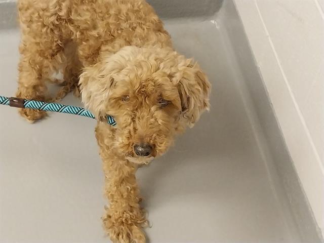  - Female - Miniature Poodle
