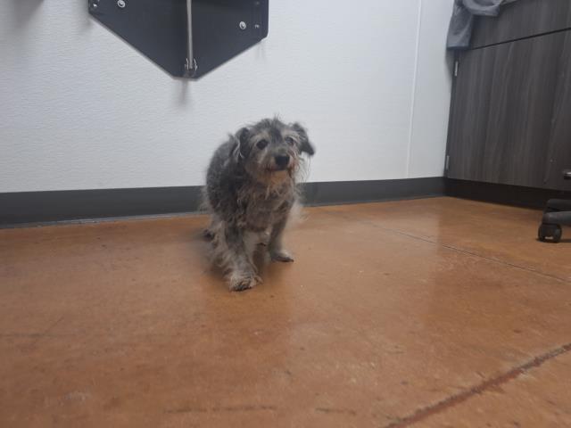  - Male - Terrier-Mix