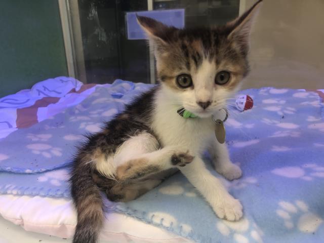  - Female - Domestic SH